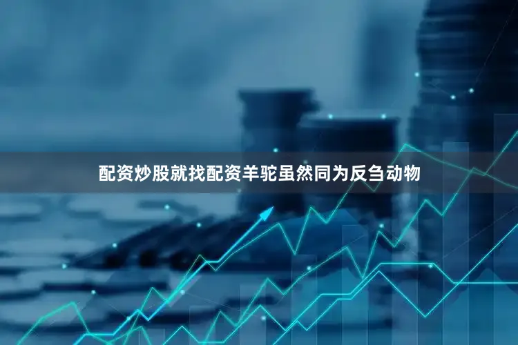 配资炒股就找配资羊驼虽然同为反刍动物